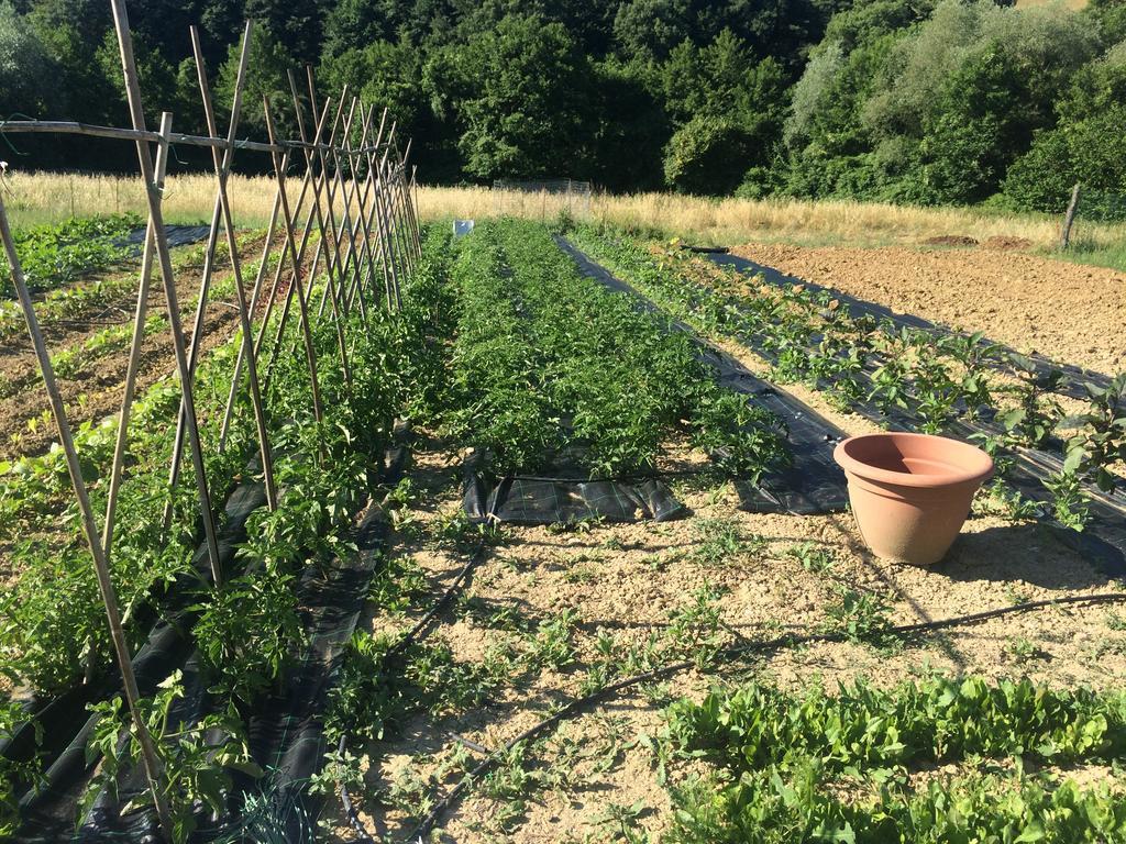 Agriturismo L'Oca Blu Hotel Gubbio Eksteriør billede