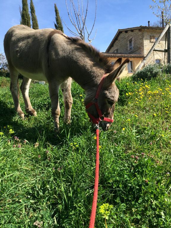 Agriturismo L'Oca Blu Hotel Gubbio Eksteriør billede